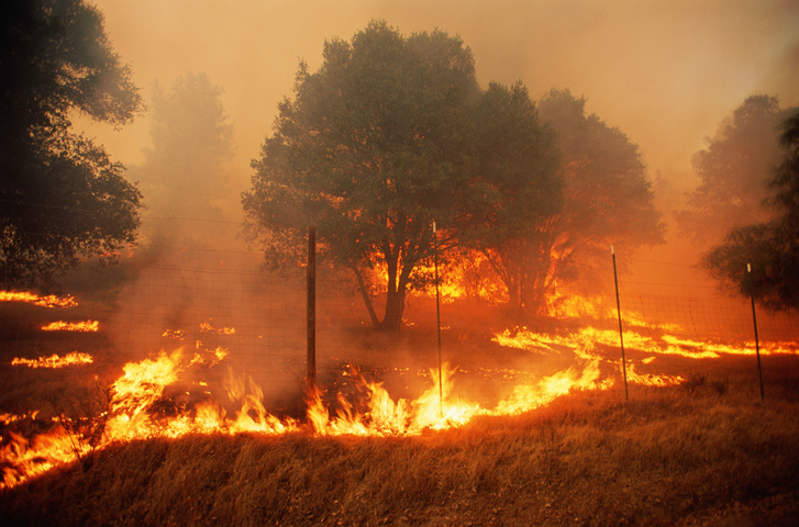 Triple-I Blog | 2024 Wildfires Expected to Be Up From Last Year, But Still Below Average