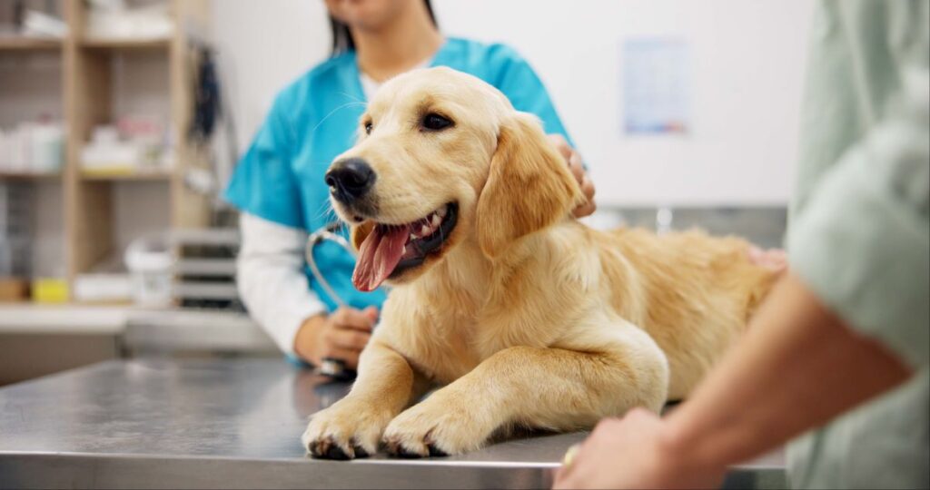 Triple-I Weblog | Pet Insurance coverage: A Rising, Diversifying Line Triple-I Weblog | Pet Insurance coverage: A Rising, Diversifying Line